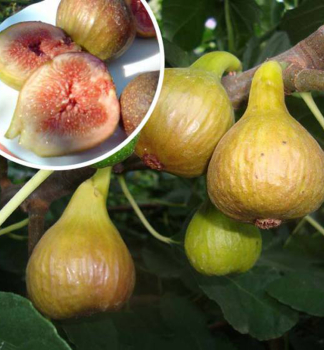 Fkovnk FRANCESCA 15-20 cm, kont. 1,6 l