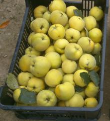 Kdouloň jablečná ´LUDOVIC´ podn. semenáč, 180-200 cm, kont. 5 l