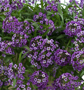 Lobularia pevisl LAVENDER STREAM, kont. 0,3 l