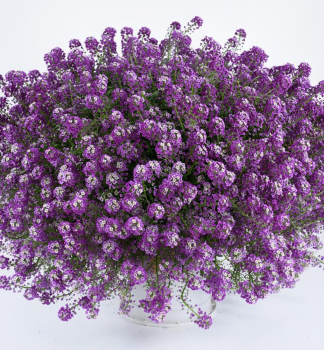 Lobularia p�evisl� �LAVENDER STREAM�, kont. 0,5 l