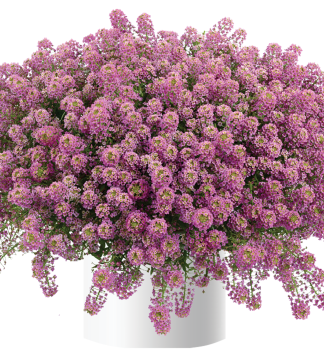 Lobularia p�evisl� �RASPBERRY STREAM�, kont. 0,5 l