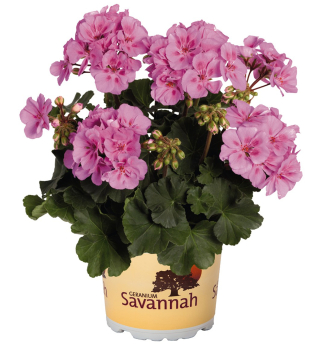 Pelarg�nie vzp��men� �SAVANNAH� LAVENDER SPLASH�, kont. 0,5 l