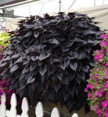 Povijnice �BLACK TONE�, kont. 0,5 l