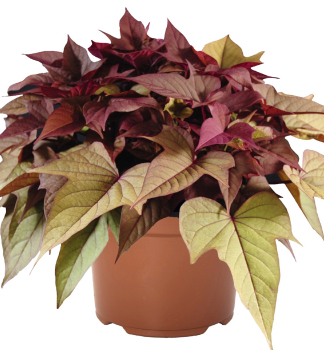 Povijnice �RUSTY RED�, kont. 0,5 l