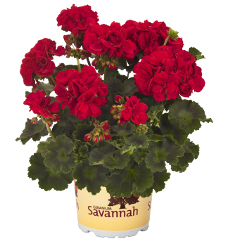 Pelarg�nie vzp��men� �SAVANNAH� REALLY RED�, kont. 0,5 l