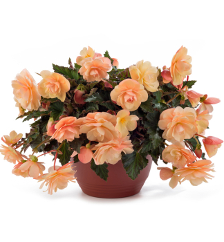 Begnie voav FRAGRANT FALLS PEACH kont. 0,3 l