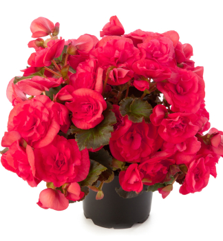 Beg�nie �SOLENIA DARK PINK�, kont. 0,5 l