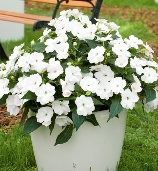 Net�kavka novoguinejsk� �PETTICOAT WHITE�, kont. 0,5 l