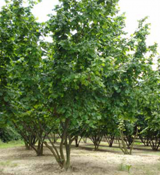 Obr�zok (1)