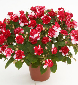 Net�kavka tureck� �MUSICA BICOLOR DARK RED�, kont. 0,5 l