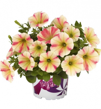 Petunie p�evisl� �PEPPY�SUNSET�, kont. 0,5 l