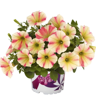 Petunie p�evisl� �PEPPY�SUNSET�, kont. 0,5 l