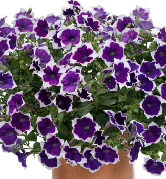 Petunie p�evisl� �CASCADIAS� RIM VIOLET�, kont. 0,5 l