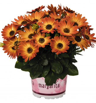 Osteospermum (kapsk� kopretina) �MARGARITA ORANGE FLARE�, kont. 0,5 l