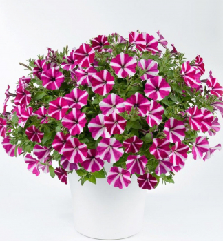 Petunie polop�evisl� srd�it� �AMORE� JOY�, kont. 0,5 l