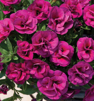 Minipet�nie p�evisl� �ALOHA DOUBLE� PURPLE�, kont. 0,5 l