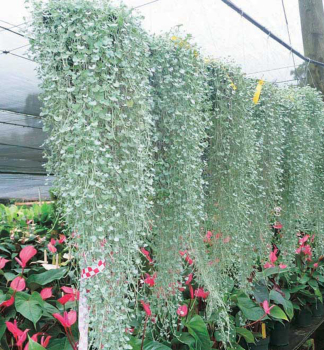 Dichondra SILVER FALLS, kont. 0,5 l