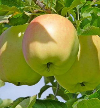 Jablo 'ORION' podn. M26, 150-170 cm, kont. 5 l