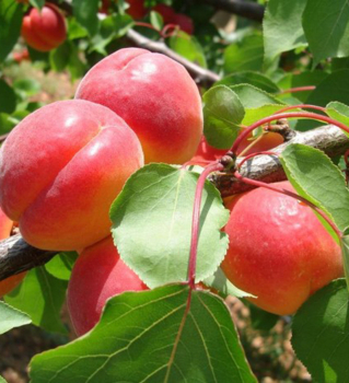 Meru�ka �BIG RED��, 130-140 cm, podn. zelen� ryngle, kont. 5 l