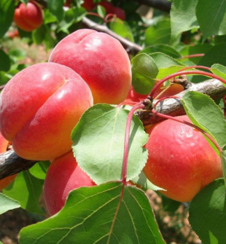 Meru�ka �BIG RED��, 130-140 cm, podn. zelen� ryngle, kont. 5 l