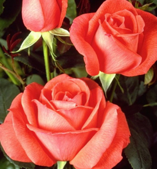 Růže velkokvětá keřová ´SUPERSTAR®´ *** Tantau, kont. 6 l