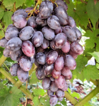 Vinná réva stolní bezsemenná ´RUBY KING´, 30-40 cm, zemní bal