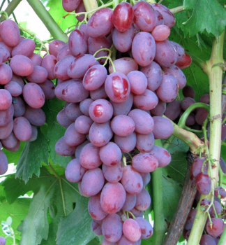 Vinn rva stoln bezsemenn RUBY KING, zemn bal