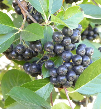 Je��b �ernoplod� �VIKING� 40-50 cm, kont. 2,5 l