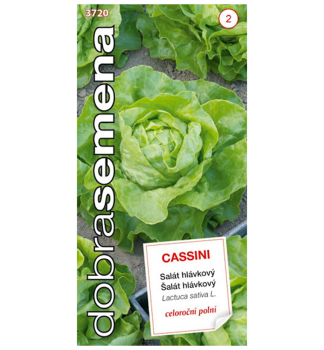 Semena - Salát hlávkový 'CASSINI' celoroční