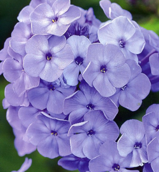 Flox latnat (Plamenka) BLUE BOY kont. 1,4 l