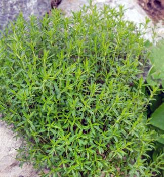 Saturejka horsk� �BOLERO� kont. 1 l