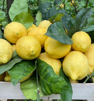 Citronk OVALE DI SORENTO 20-30 cm, kont. 2 l