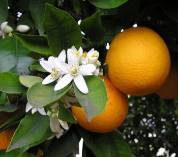 Pomerančovník ´CALABRIA´ 40-50 cm, kont. 2 l, roubovaný