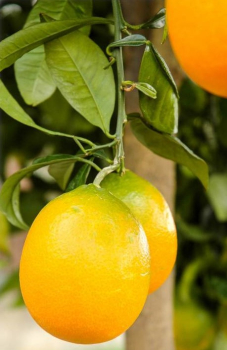 Pomerančovník ´CALABRIA´ 40-50 cm, kont. 2 l