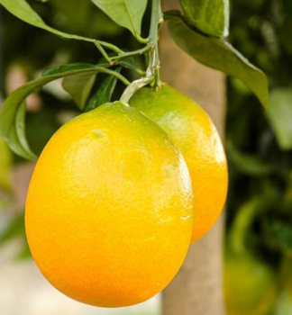 Pomeranovnk CALABRIA 40-50 cm, kont. 2 l