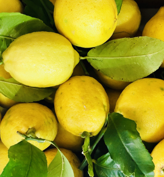 Citronk SICILY 60-70 cm, kont.  2 l, roubovan