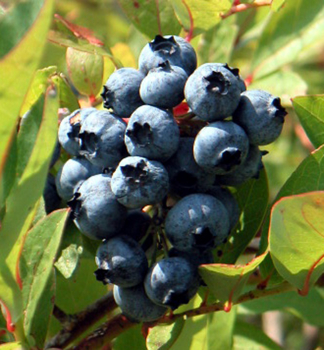 Vaccinium corymbosum TORO zrel plody
