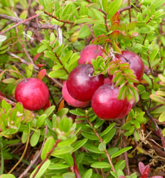 Vaccinium macrocarpon PILGRIM