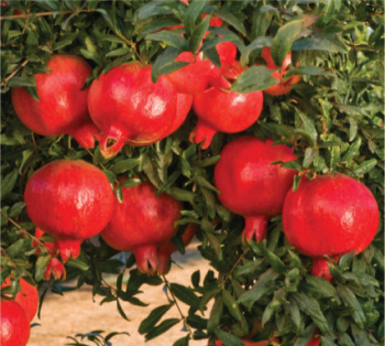 Obrázok (4) Obrázok (4)