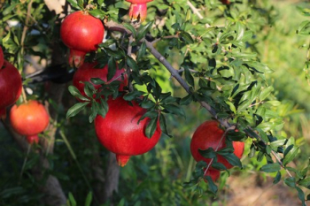 Obrázok (5) Obrázok (5)