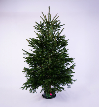 Jedle normannsk PREMIUM, ezan 200-220 cm