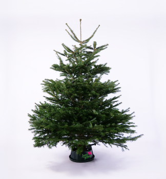 Jedle normannsk PREMIUM, ezan  170-200 cm
