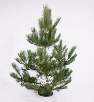 Vnon borovice, ezan 170-180 cm