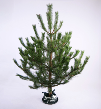 Vnon borovice, ezan 150-160 cm