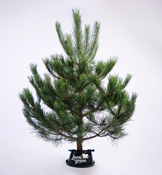 Vnon borovice, ezan 130-140 cm