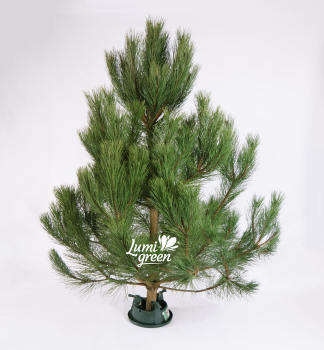 Vnon borovice, ezan 110-120 cm