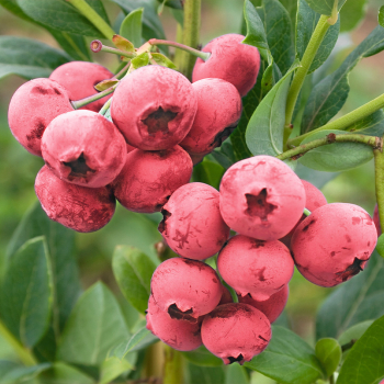 Kanadsk borvka PINK BERRY 50-60 cm, kont. 2 l