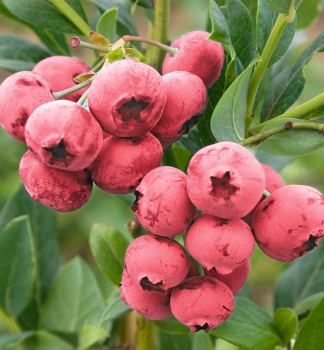 Kanadsk borvka PINK BERRY 50-60 cm, kont. 2,5 l