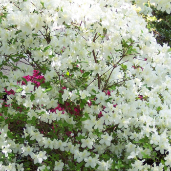 Azalka japonsk WHITE LADY 30-40 cm, kont. 2 l