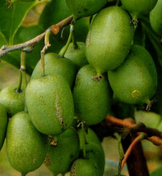 Obrzok_(3)